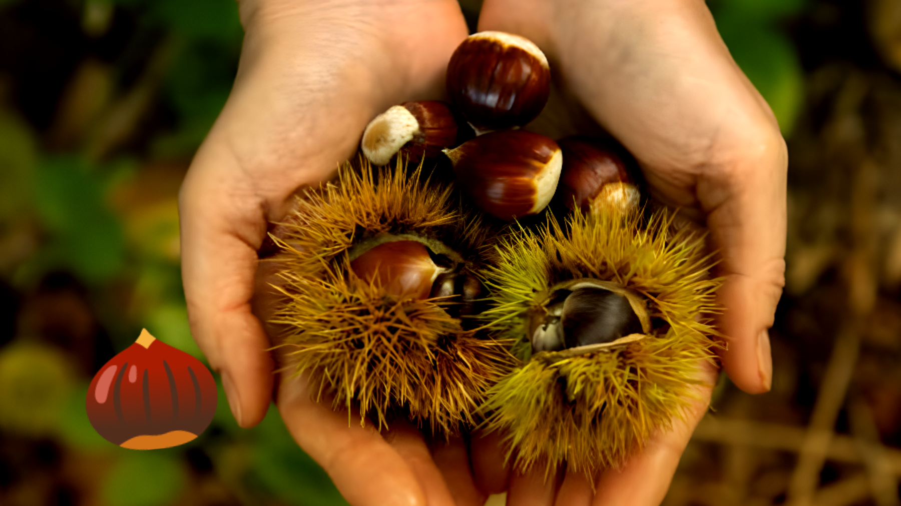 Castagne sempre con me!"