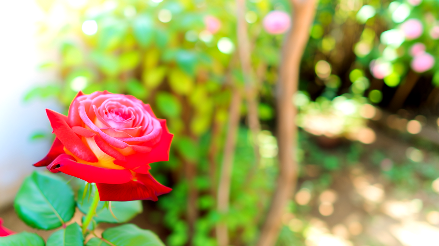 Rose colori giardino"